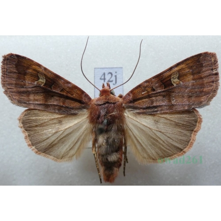 Diarsia brunnea (Denis & Schiffermüller, 1775) Rolnica brunatna Czech42j